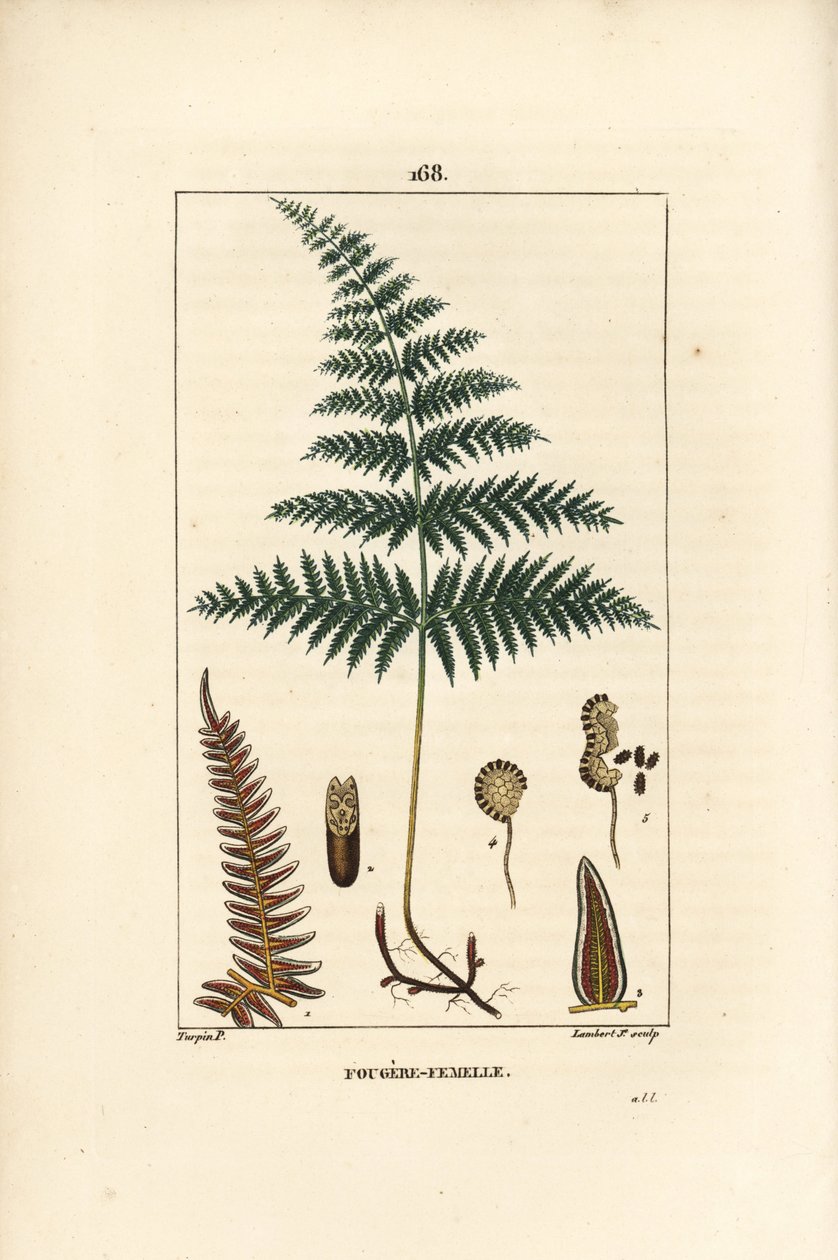 Fougere Aigle ou Grande Fougere - Nőstény páfrány vagy páfrány, Pteridium aquilinum. Lambert Junior kézi csíkos rézmetszete Pierre Jean-Francois Turpin Chaumeton rajzából, Poiret et Chamberet „” La Flore Medicale” című művéből, Paris, P alkotó: Pierre Jean Francois Turpin