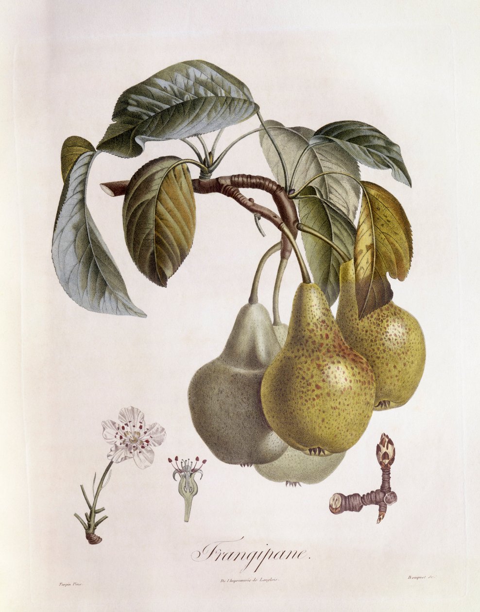 Frangipane (Plumeria) gyümölcsök Henry Louis Duhamel du Monceau, botanikai lemez Pierre Jean Francois Turpintól alkotó: Pierre Jean Francois Turpin