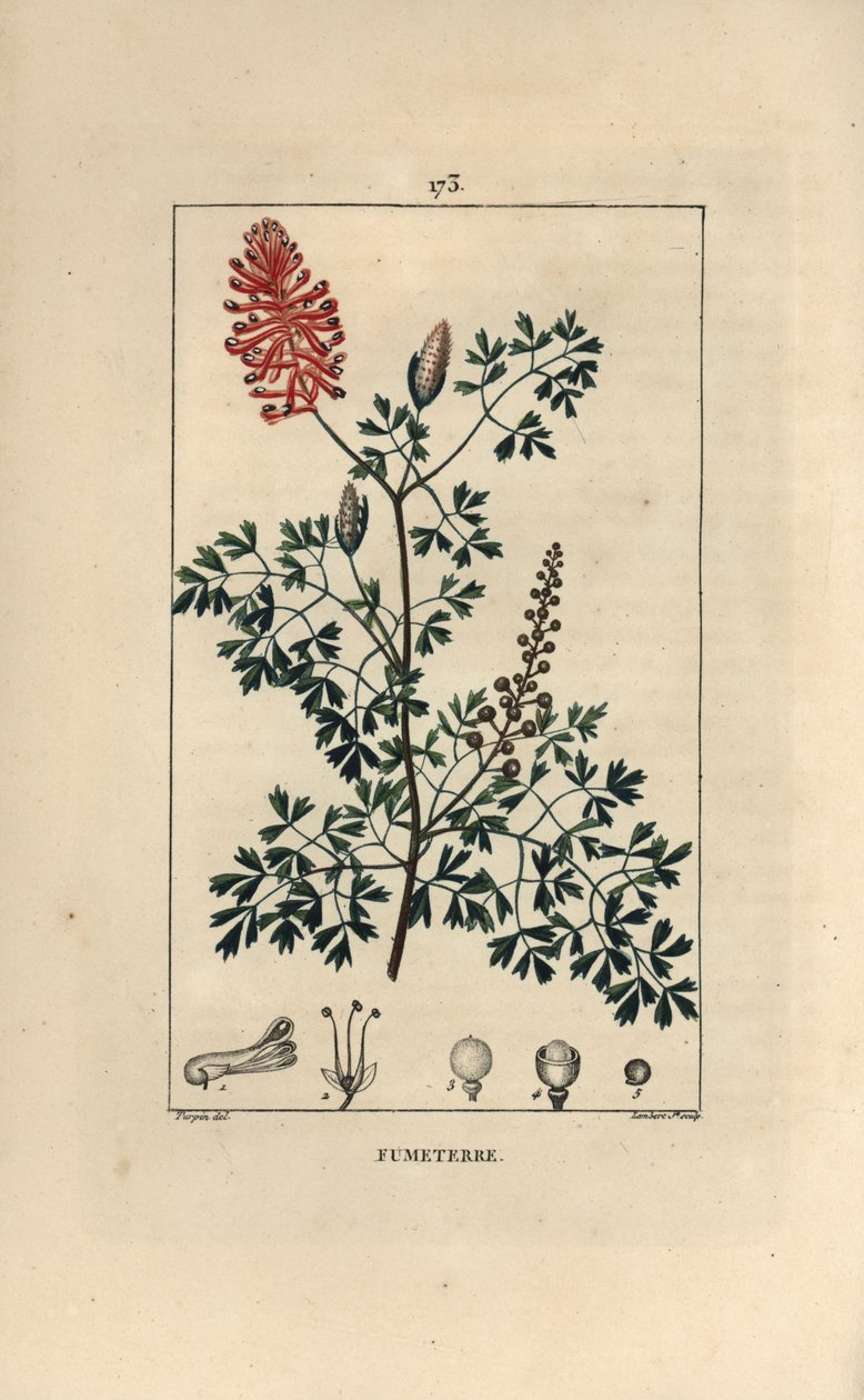 Fumeterre officinale vagy Foot de Celine - Fumitory, Fumaria officinalis, virágokkal, levelekkel és magvakkal. Lambert Junior kézi csíkos rézmetszete Pierre Jean-Francois Turpin Chaumeton rajzából, Poiret et Chamberet „” L” c. alkotó: Pierre Jean Francois Turpin