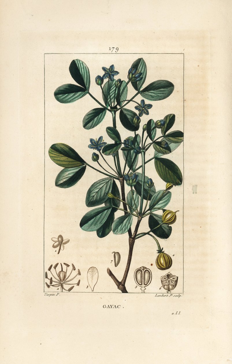 Gaiac vagy szent fa, életfa - Guaiacum, Guajacum officinale. Lambert Junior kézi csíkos rézmetszet Pierre Jean-Francois Turpin rajzából Chaumetonból, Poiret és Chamberet „” La Flore Medicale” című művéből, Paris, Panckoucke alkotó: Pierre Jean Francois Turpin