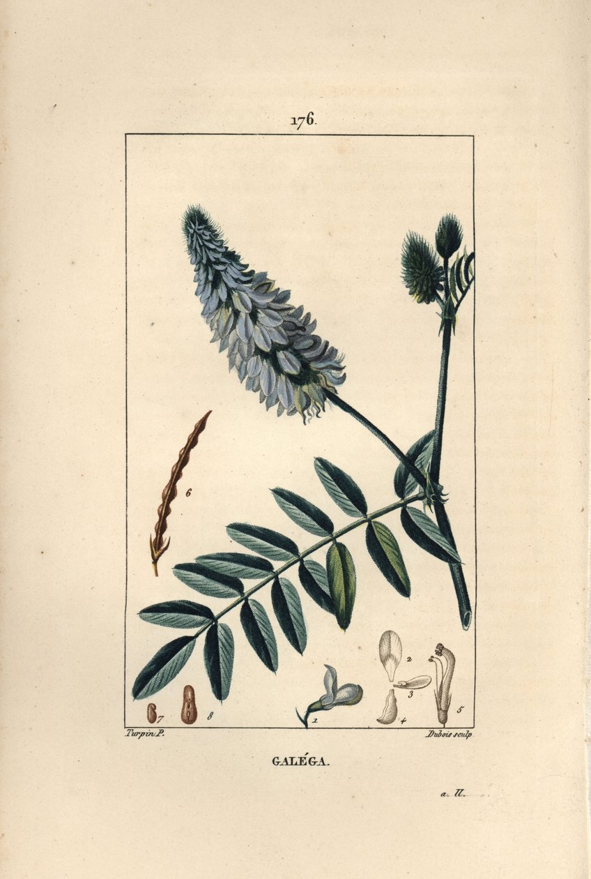 Galega – kecskerue, Galega officinalis, virággal, levéllel és maggal. Dubois kézzel színezett rézmetszet, Pierre Jean-Francois Turpin rajzából Chaumetonból, Poiret és Chamberet „” La Flore Medicale” című művéből, Paris, Panckoucke alkotó: Pierre Jean Francois Turpin