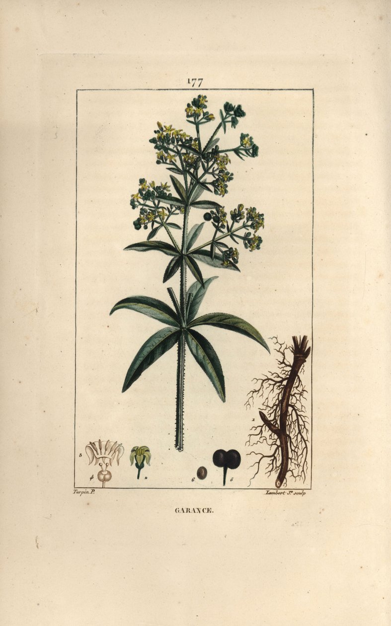 Garance des dyers - Madder, Rubia tinctorum, gyökérrel, virággal, levéllel és maggal. Lambert Junior kézi csíkos rézmetszet Pierre Jean-Francois Turpin rajzából Chaumetonból, Poiret és Chamberet „” La Flore Medicale”, Párizs, alkotó: Pierre Jean Francois Turpin