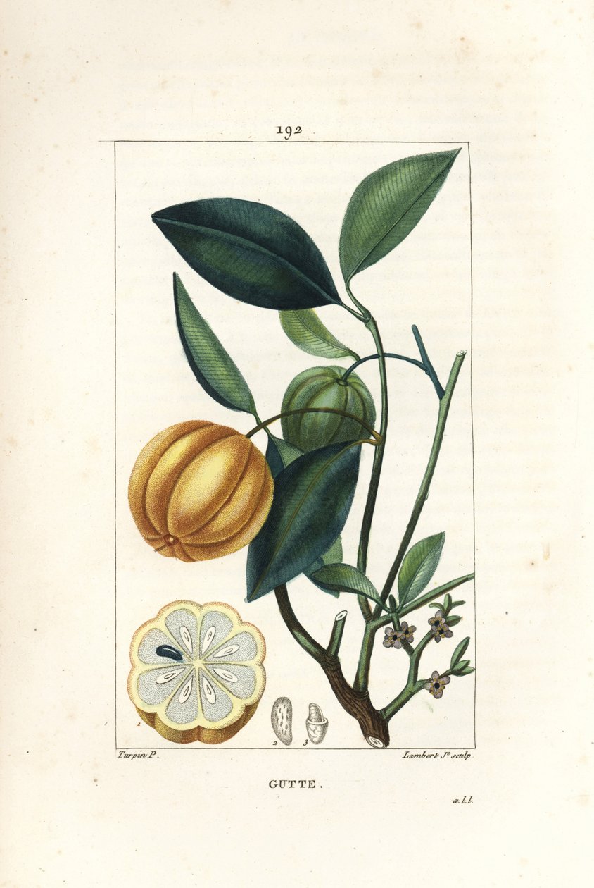 Garcinia gummi gutta vagy Malabar Tamarinier, Gambooge, Brindall Bay - Gum guttae fa, Cambogia gutta, terméssel, levéllel, virággal és gyümölcsökkel. Lambert Junior kézi színű rézkarcmetsze Pierre Jean-Francois Turpin rajzából alkotó: Pierre Jean Francois Turpin