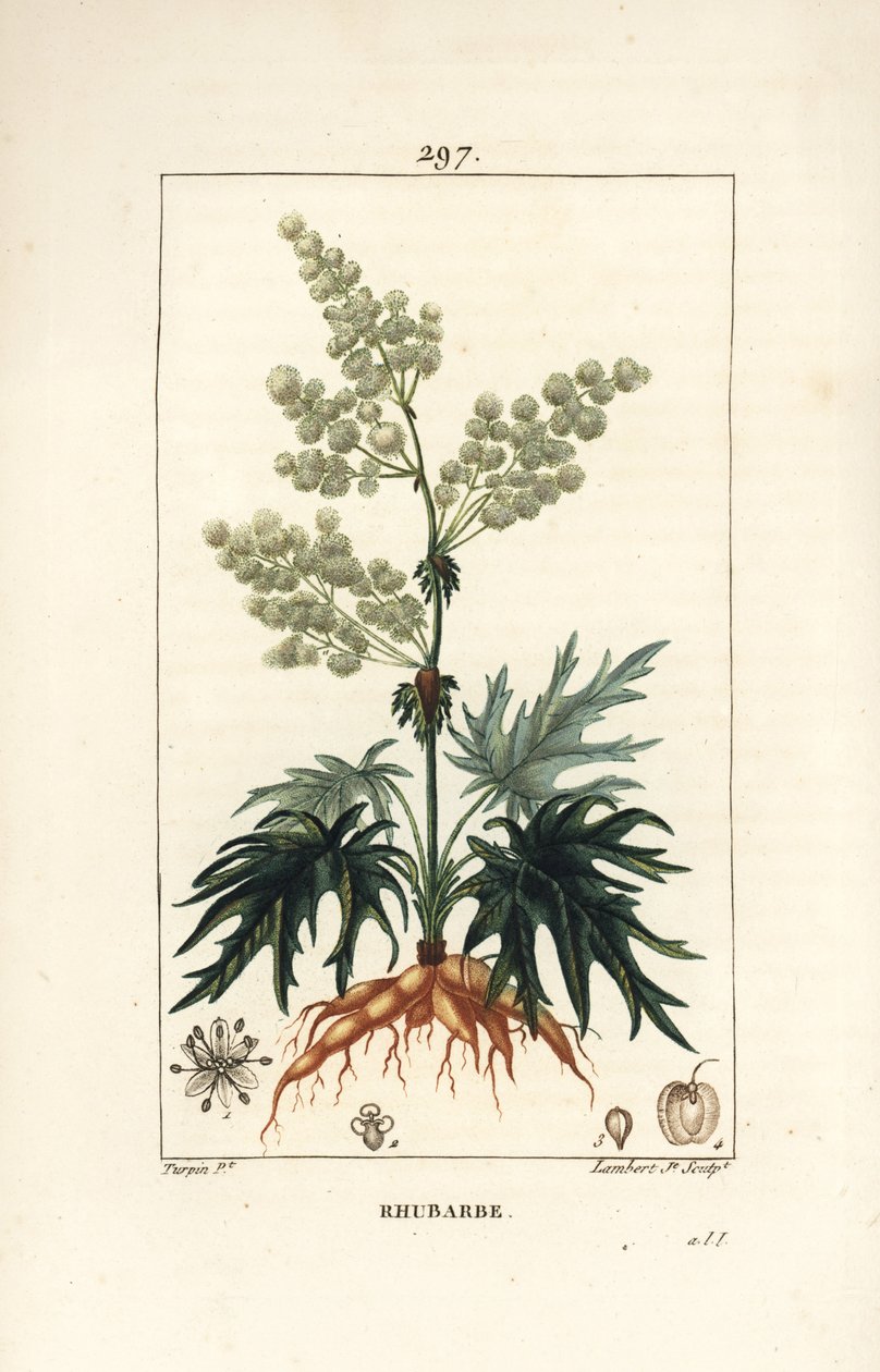 Kerti rebarbara - Rebarbara, Rheum rhabarbarum (Rheum palmatum), virággal, szárral, levéllel, maggal és gyökérrel. Lambert Junior kézi csíkos rézmetszet Pierre Jean-Francois Turpin rajzából Chaumetonból, Poiret és Chamberet „” La F” című művéből alkotó: Pierre Jean Francois Turpin