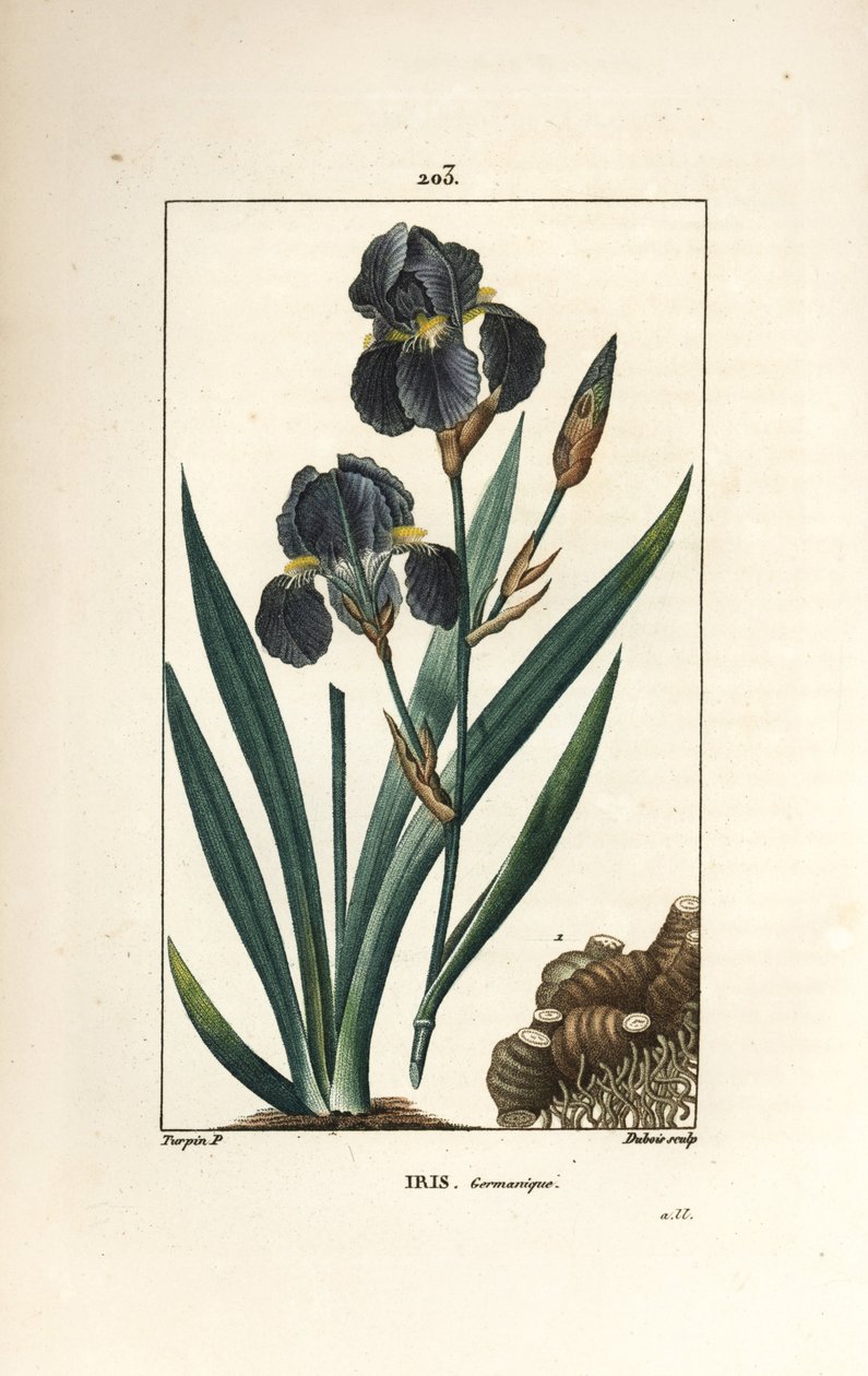 Német írisz vagy kerti írisz - Kék virág de luce, Iris germanica, levél, virág és gyökér. Dubois kézzel színezett rézmetszet, Pierre Jean-Francois Turpin rajzából, Chaumetonból, Poiret és Chamberet „” La Flore Medicale”” Parisból alkotó: Pierre Jean Francois Turpin