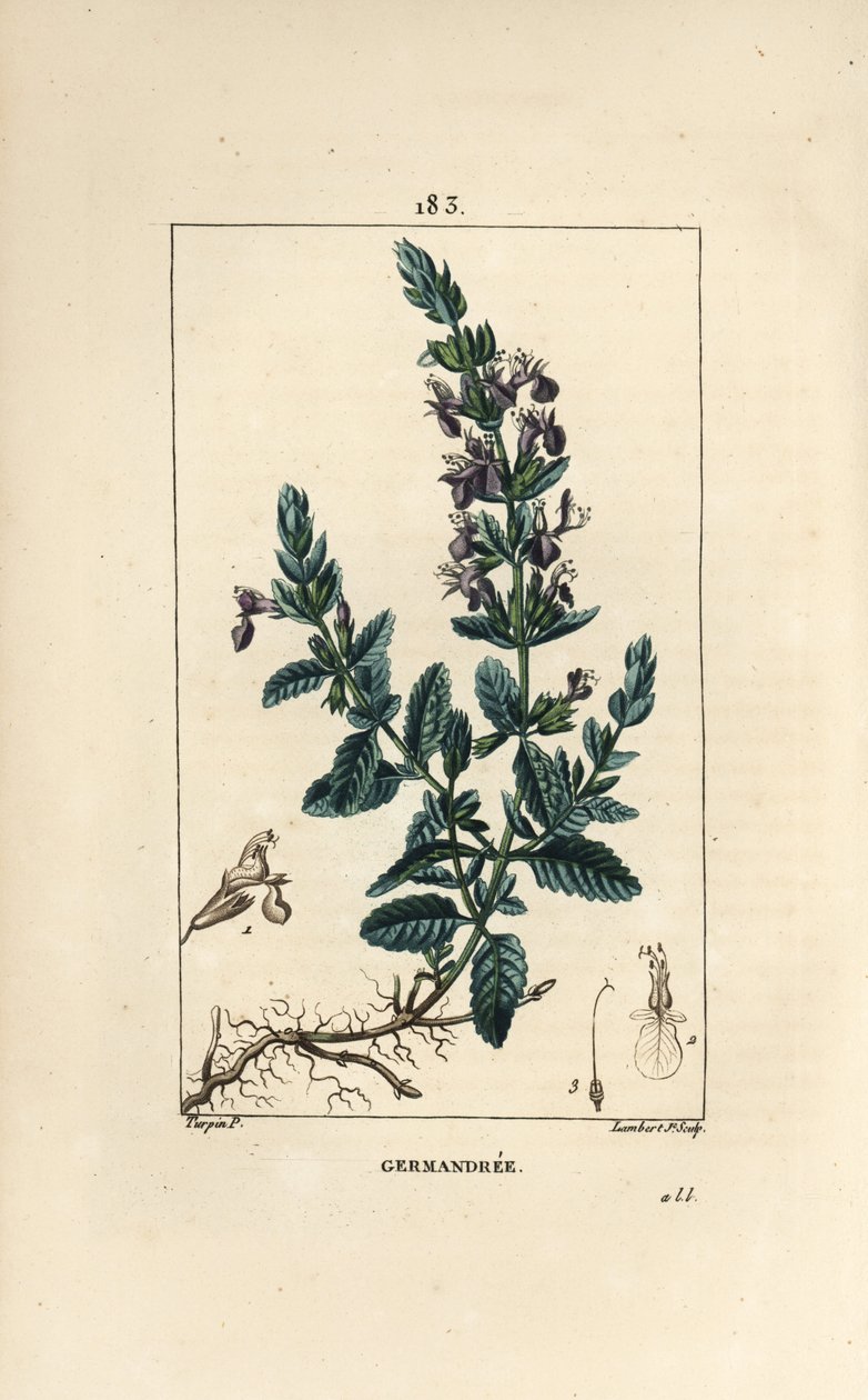 Germandree petit tölgy - Germander, Teucrium chamaedrys. Lambert Junior kézi csíkos rézmetszet Pierre Jean-Francois Turpin rajzából Chaumetonból, Poiret és Chamberet „” La Flore Medicale” című művéből, Paris, Panckoucke alkotó: Pierre Jean Francois Turpin