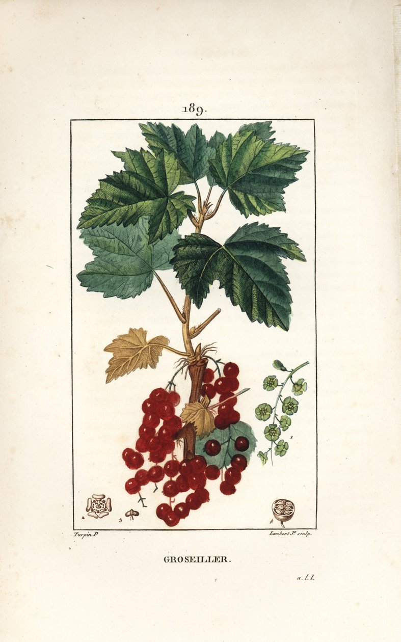 Libacsokrok - Ribizli, Ribes rubrum, levéllel, szárral, terméssel és virággal. Lambert Junior kézi csíkos rézmetsze Pierre Jean-Francois Turpin rajzából Chaumetonból, Poiret és Chamberet „” La Flore Medicale” című művéből” alkotó: Pierre Jean Francois Turpin