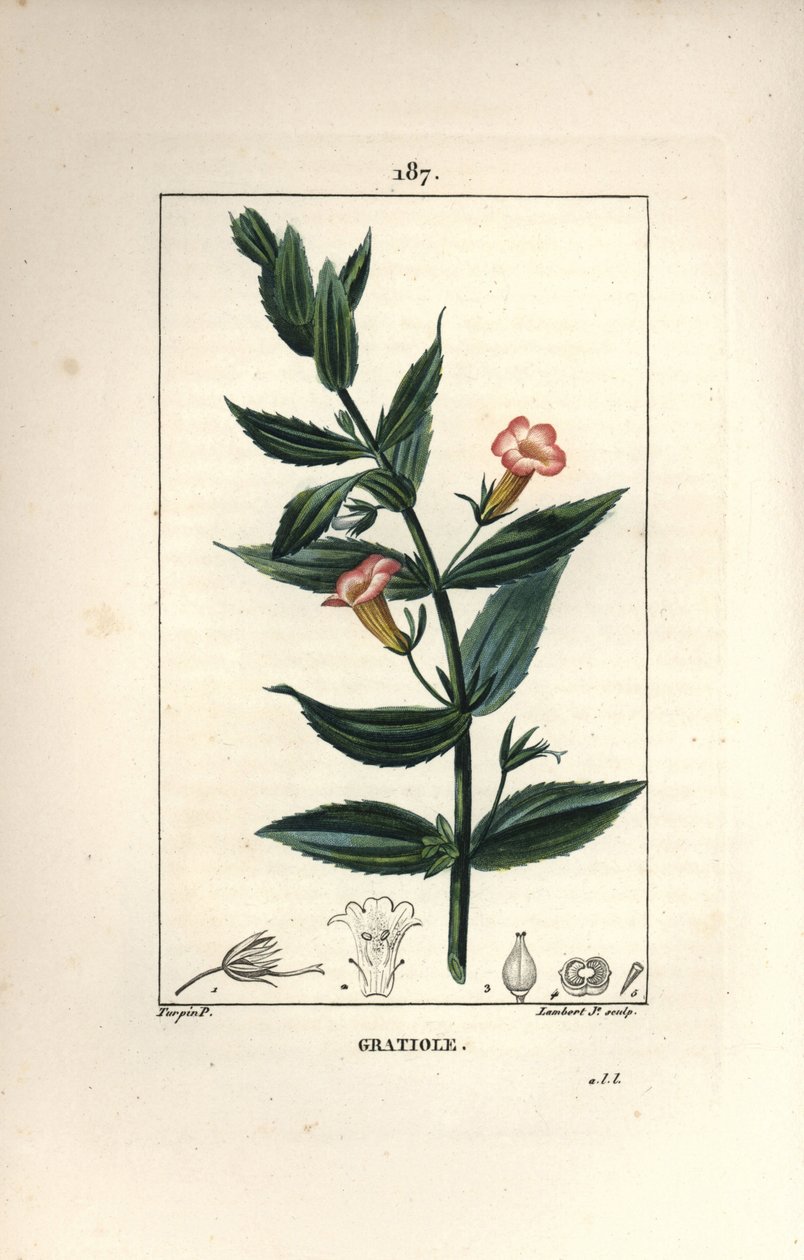 Gratiole officinale, vagy Grace de dieu, Grace au szegény ember, Petite digitale - Sövény izsóp, Gratiola officinalis. Lambert Junior kézi csíkos rézmetszet Pierre Jean-Francois Turpin rajzából, Chaumeton, Poiret és Chamberet alkotó: Pierre Jean Francois Turpin