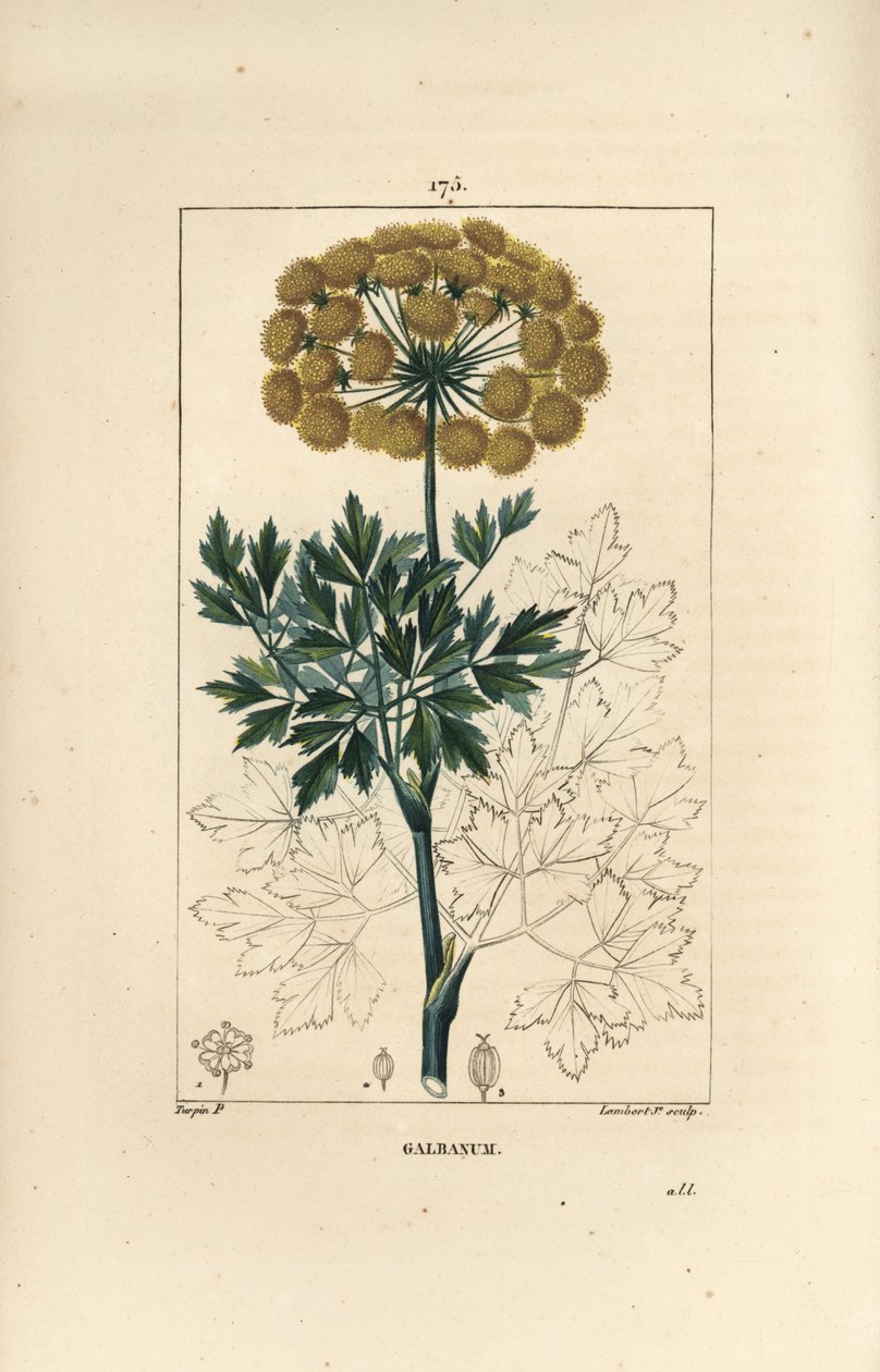 Gummy Ferule vagy Galbanum - Galbanum, Gummy Ferula, Virágok, levelek és magvak. Lambert Junior kézi színű rézmetszet, Pierre Jean-Francois Turpin Chaumeton rajzából, Poiret et Chamberet „” La Flore Medicale” című művéből” alkotó: Pierre Jean Francois Turpin