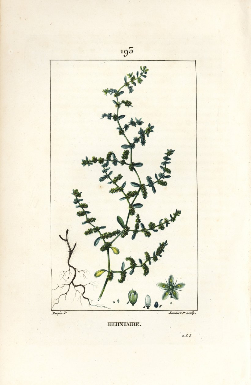 Sérv glabrous vagy turquette - Repedési sörce, Herniaria glabra. Lambert Junior kézi csíkos rézmetszet Pierre Jean-Francois Turpin rajzából Chaumetonból, Poiret és Chamberet „” La Flore Medicale” című művéből, Paris, Panckoucke alkotó: Pierre Jean Francois Turpin