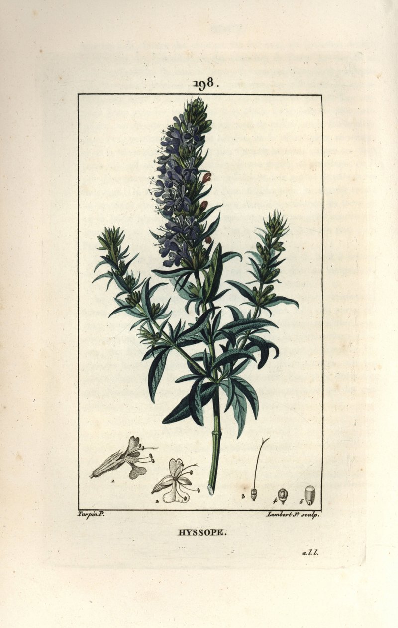 Izsóp officinale vagy izsóp - Izsóp, Hyssopus officinalis. Lambert Junior kézi csíkos rézmetszet Pierre Jean-Francois Turpin rajzából Chaumetonból, Poiret és Chamberet „” La Flore Medicale” című művéből, Paris, Panckoucke alkotó: Pierre Jean Francois Turpin