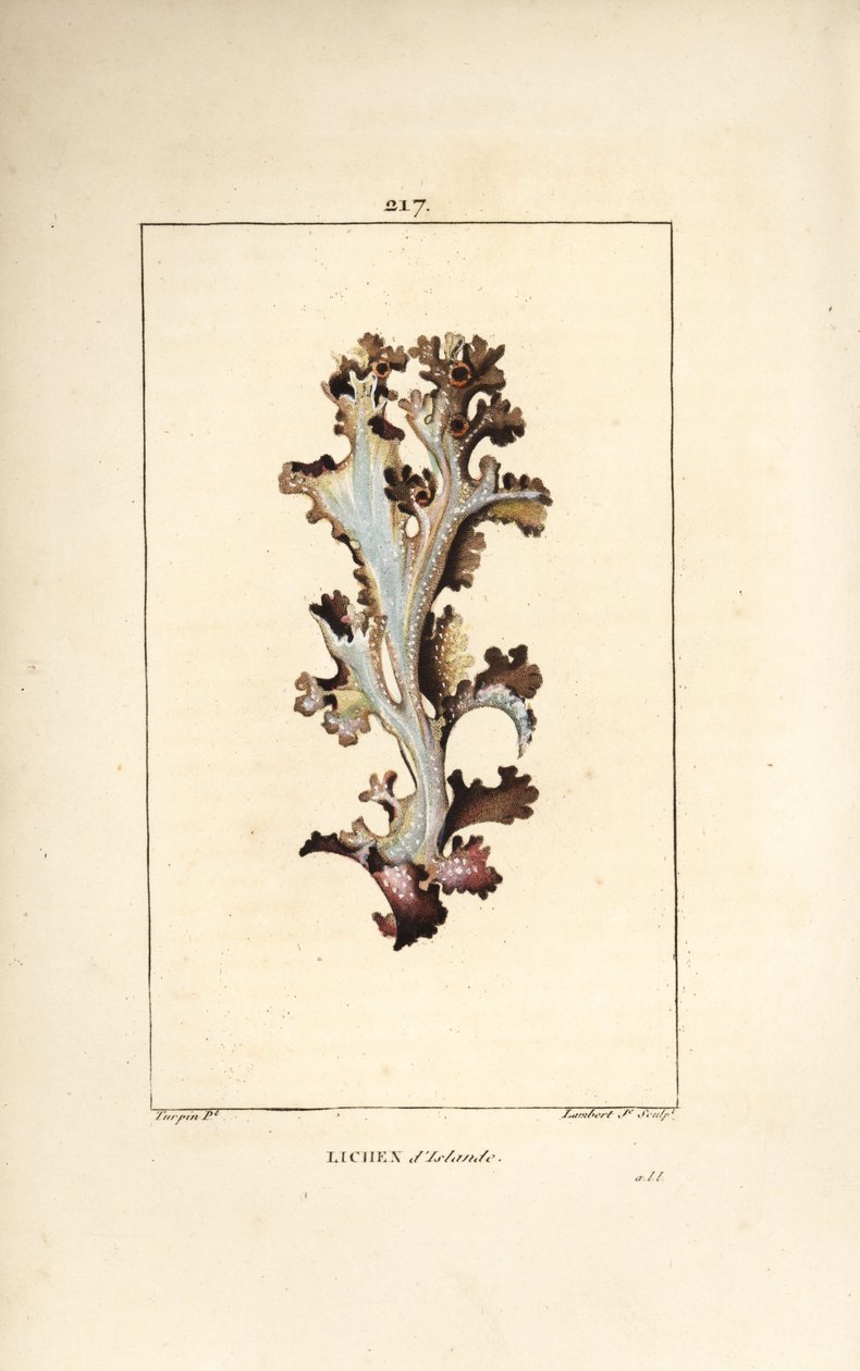Izlandi zuzmó vagy izlandi moha - Izlandi zuzmó, Lichen islandicus. Lambert Junior kézi csíkos rézmetszet Pierre Jean-Francois Turpin rajzából Chaumetonból, Poiret és Chamberet „” La Flore Medicale” című művéből, Paris, Panckoucke alkotó: Pierre Jean Francois Turpin