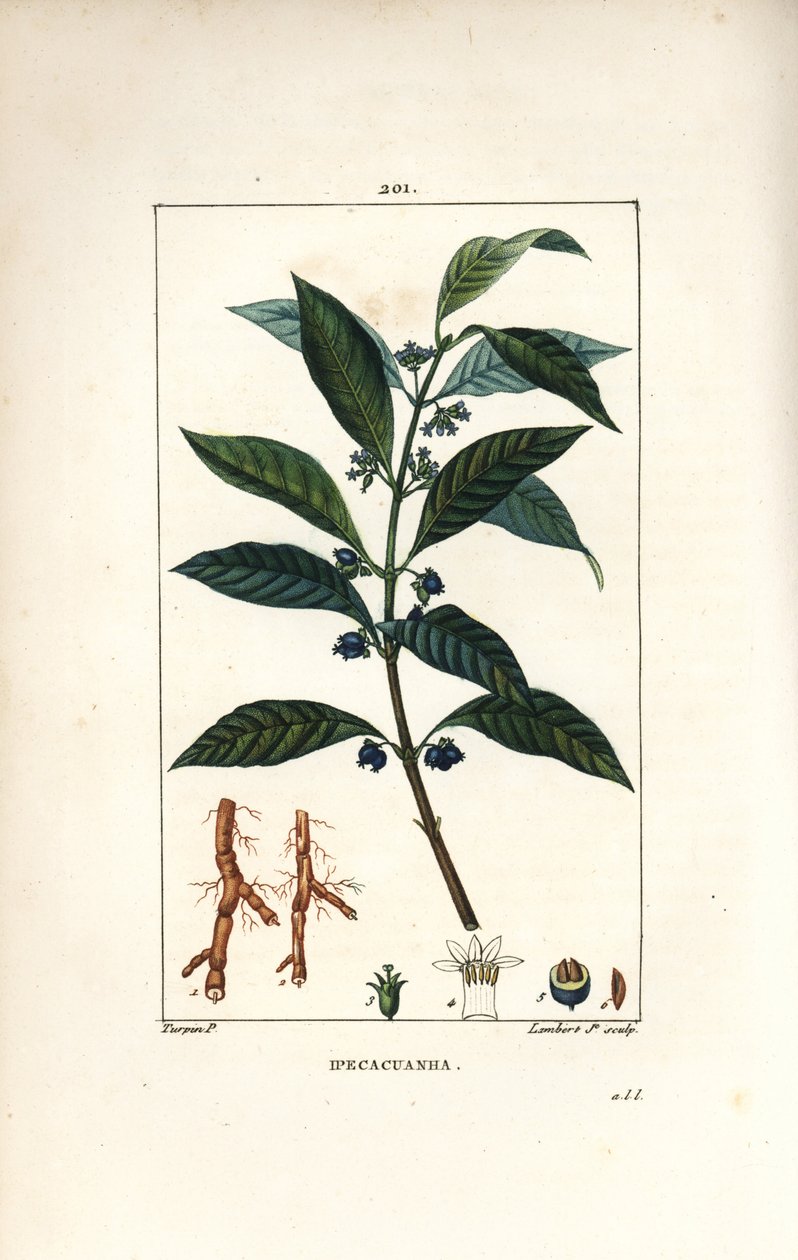 Ipeca vagy Ipecacuana - Ipecacuanha, Psychotria emetica, levéllel, virággal és gyökérrel. Lambert Junior kézi csíkos rézmetszet Pierre Jean-Francois Turpin rajzából Chaumetonból, Poiret és Chamberet „” La Flore Medicale”” Par alkotó: Pierre Jean Francois Turpin