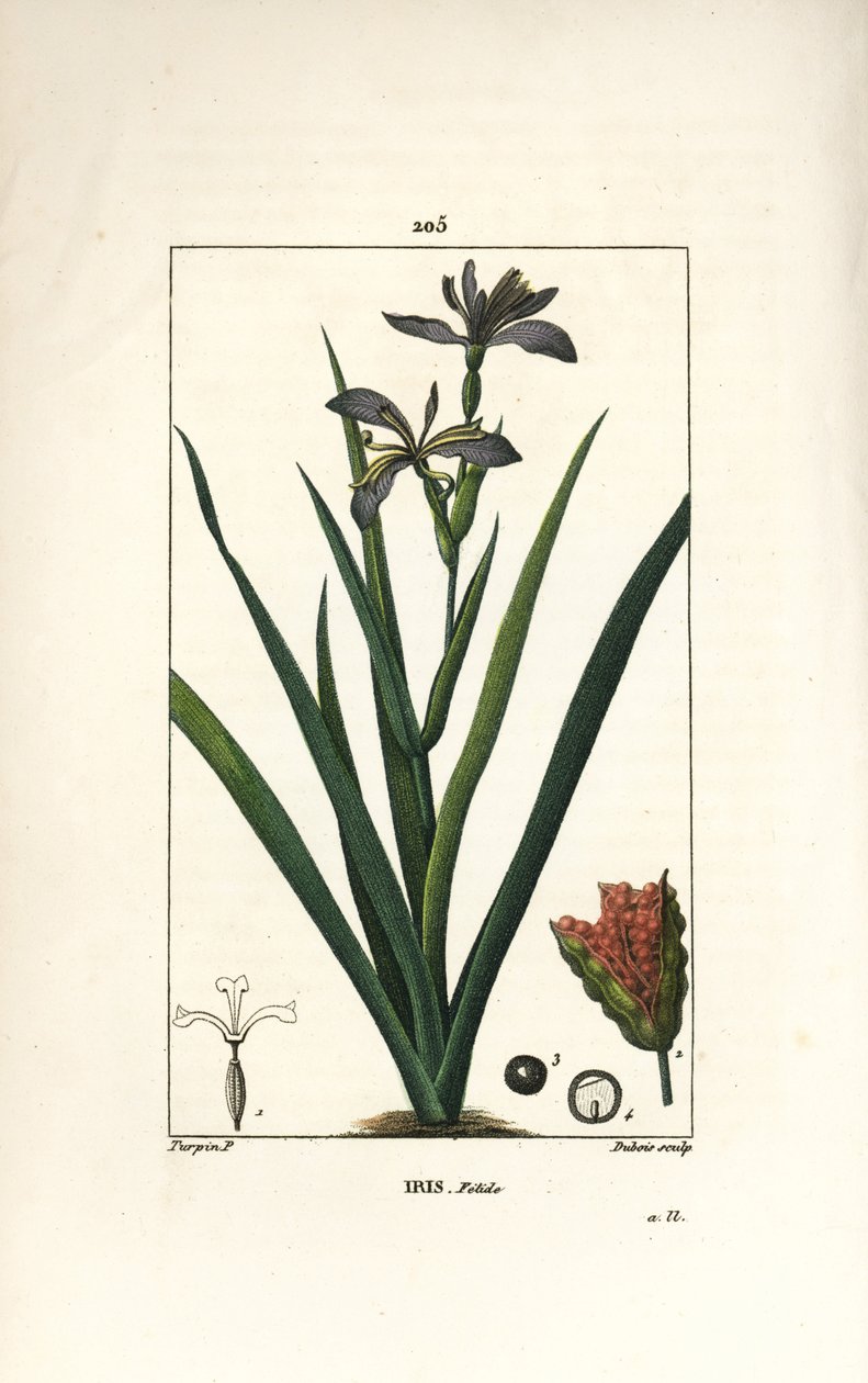 Iris fetide vagy íriszláb, büdös írisz - Bűzös írisz, Iris foetida, virággal, levéllel és maghüvellyel. Dubois kézzel színezett rézmetszet, Pierre Jean-Francois Turpin rajzából Chaumetonból, Poiret és Chamberet „” La Flore Medi” című művéből alkotó: Pierre Jean Francois Turpin