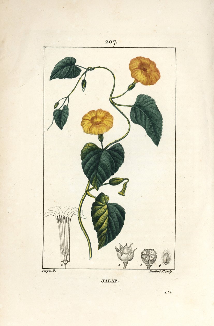 Jalap, Convolvulus jalappa. Lambert Junior kézi csíkos rézmetszet Pierre Jean-Francois Turpin rajzából Chaumetonból, Poiret és Chamberet „” La Flore Medicale” című művéből, Paris, Panckoucke alkotó: Pierre Jean Francois Turpin
