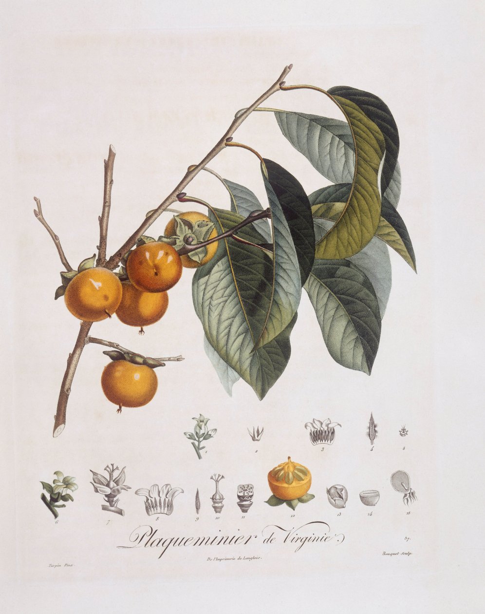 Japán datolyaszilva vagy kaki (Diospyros kaki), Henry Louis Duhamel du Monceau, Pierre Jean Francois Turpin botanikai lemeze alkotó: Pierre Jean Francois Turpin