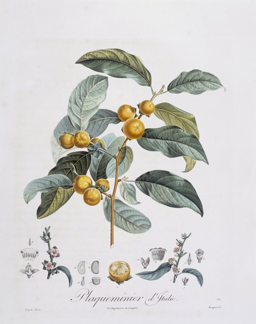 Japán datolyaszilva vagy kaki (Diospyros kaki), Henry Louis Duhamel du Monceau, Pierre Jean Francois Turpin botanikai lemeze alkotó: Pierre Jean Francois Turpin