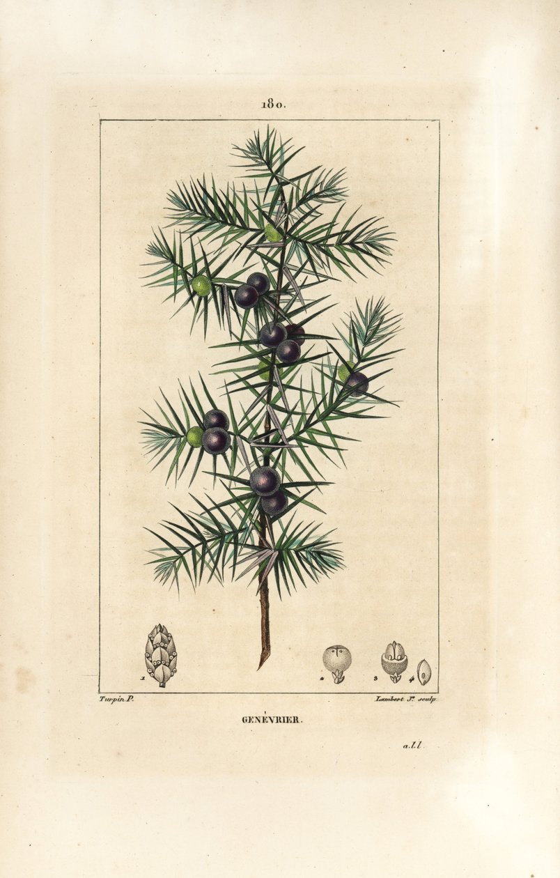 Borókafa, Juniperus vulgaris, levél, bogyó és szár látható. Lambert Junior kézi csíkos rézmetszet Pierre Jean-Francois Turpin rajzából Chaumetonból, Poiret és Chamberet „” La Flore Medicale” című művéből, Paris, Panckoucke alkotó: Pierre Jean Francois Turpin