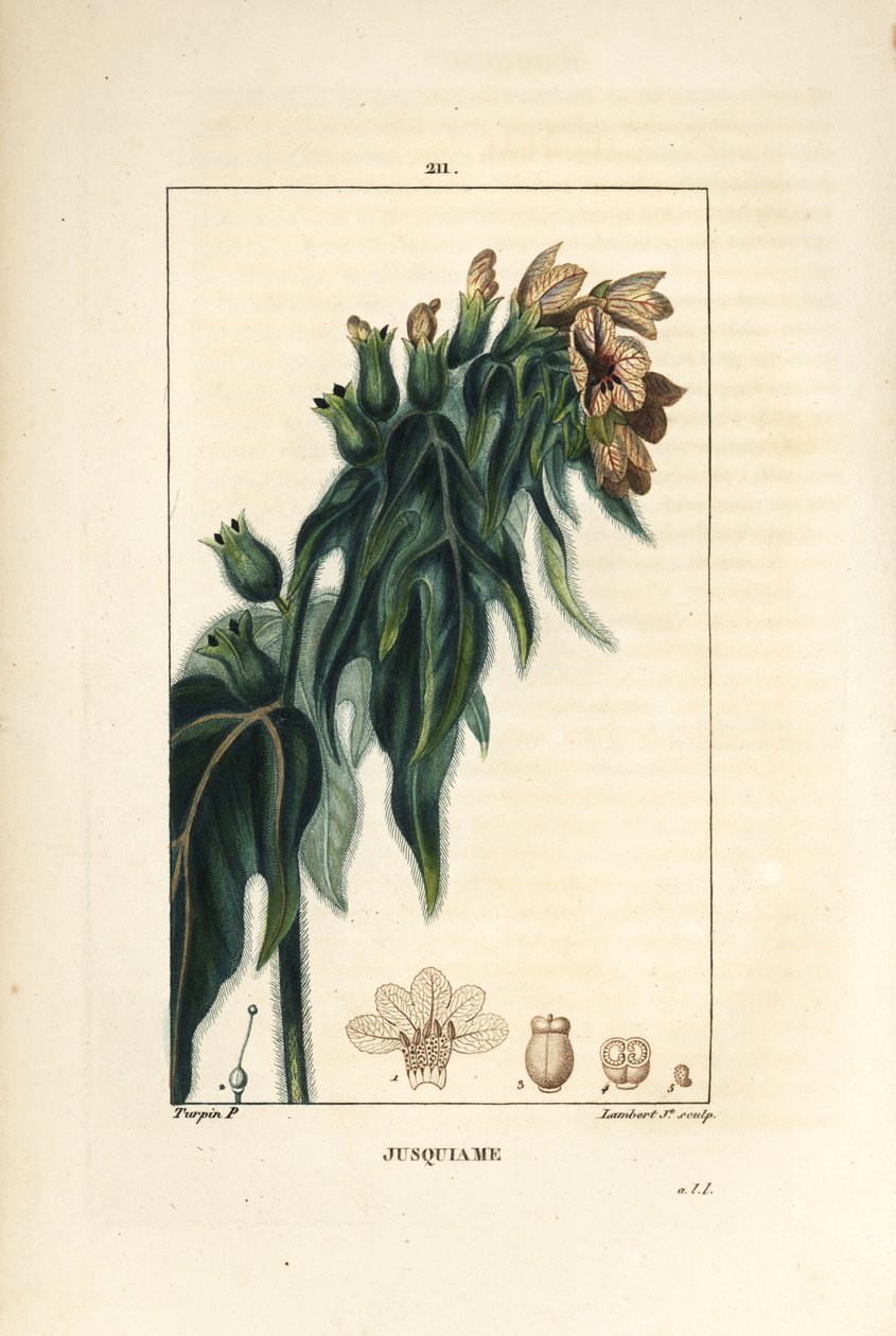 Jusquiame - Mérgező tyúkól, Hyoscyamus vulgaris, virág, levél és mag. Lambert Junior kézi csíkos rézmetszet Pierre Jean-Francois Turpin rajzából Chaumetonból, Poiret és Chamberet „” La Flore Medicale” című művéből, Paris, Panckou alkotó: Pierre Jean Francois Turpin