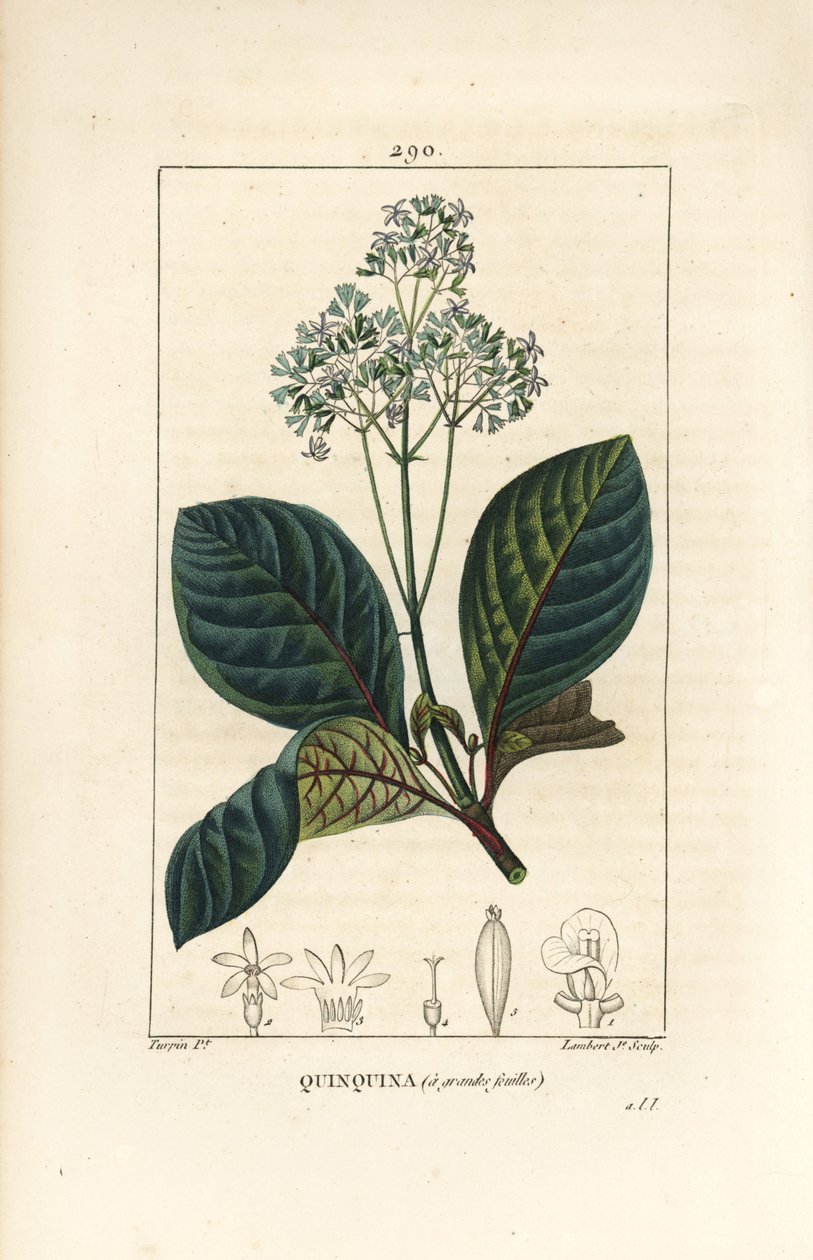 Ladenbergia oblongifolia (Cinchona magnifolia), virággal, ággal, levéllel és maggal. Lambert Junior kézi csíkos rézmetszet Pierre Jean-Francois Turpin rajzából Chaumetonból, Poiret és Chamberet „” La Flore Medicale” című művéből, Pa alkotó: Pierre Jean Francois Turpin