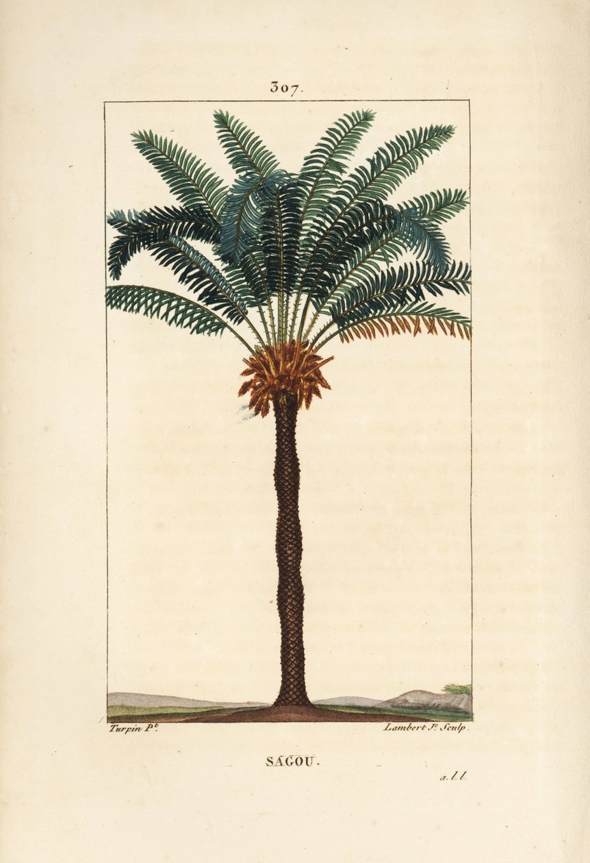 Nagy ág vagy nagy cycas - Királynő szágó, Cycas circinalis, levél, mag és törzs. Veszélyeztetett pálmafa. Lambert Junior kézi csíkos rézmetsze Pierre Jean-Francois Turpin rajzából, Chaumeton, Poiret és Chamberet alkotó: Pierre Jean Francois Turpin