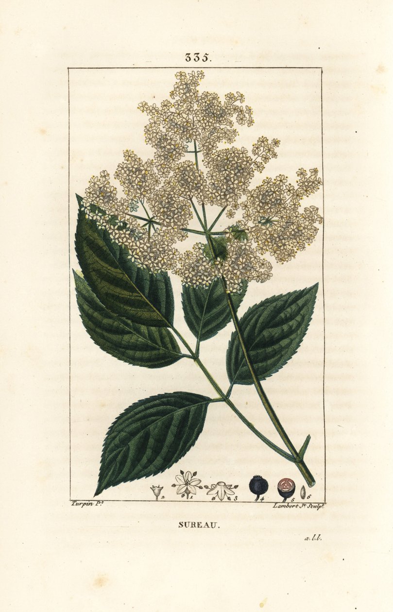 Nagy bodza vagy fekete bodza - Közönséges bodza, Sambucus nigra. Lambert Junior kézi csíkos rézmetszet Pierre Jean-Francois Turpin rajzából Chaumetonból, Poiret és Chamberet „” La Flore Medicale” című művéből, Paris, Panck alkotó: Pierre Jean Francois Turpin
