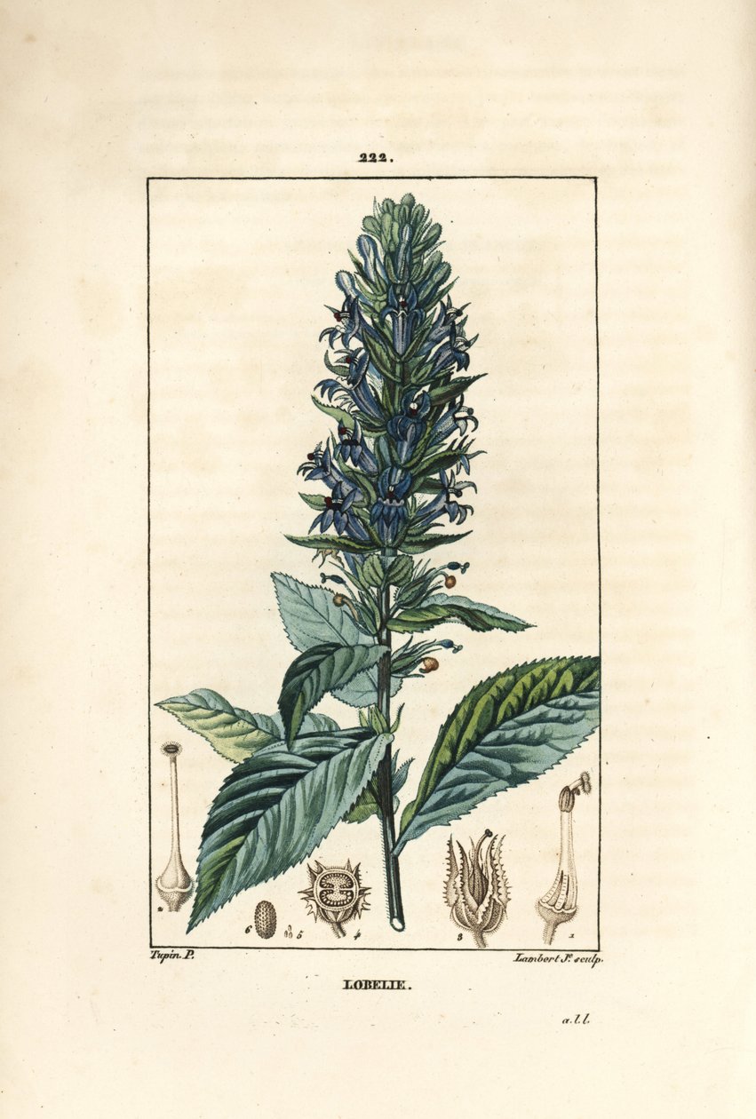 Nagy lobelia vagy szifilitikus lobelia - Kék bíborosvirág, Lobelia syphilitica. Lambert Junior kézi csíkos rézmetszet Pierre Jean-Francois Turpin rajzából Chaumetonból, Poiret és Chamberet „” La Flore Medicale”” Par alkotó: Pierre Jean Francois Turpin