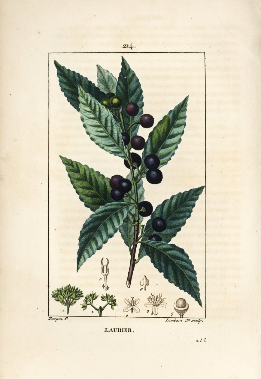 Babérfa, Laurus nobilis, levéllel, bogyóval és maggal. Lambert Junior kézi csíkos rézmetszet Pierre Jean-Francois Turpin rajzából Chaumetonból, Poiret és Chamberet „” La Flore Medicale” című művéből, Paris, Panckoucke alkotó: Pierre Jean Francois Turpin