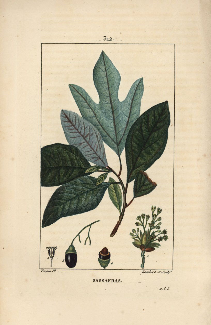 Laurier des Iroquois - fehér sassafras fa, Sassafras albidum, virággal, levéllel, gyümölccsel és magvakkal. Lambert Junior kézi csíkos rézmetszet Pierre Jean-Francois Turpin rajzából Chaumetonból, Poiret és Chamberet „” La Flore” című művéből alkotó: Pierre Jean Francois Turpin
