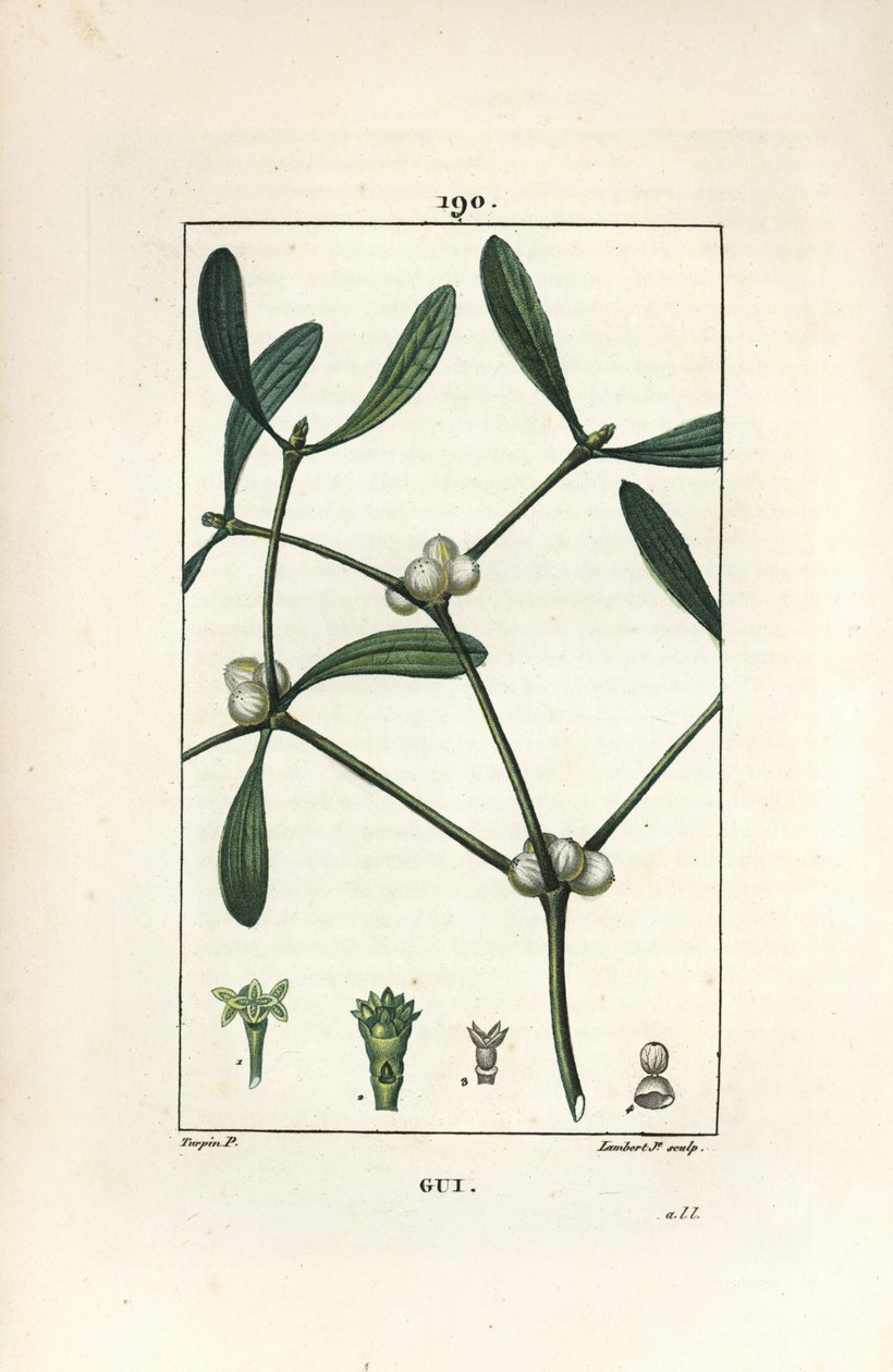 Leveles fagyöngy - Fagyöngy, Vissperm album. Lambert Junior kézi csíkos rézmetszet Pierre Jean-Francois Turpin rajzából Chaumetonból, Poiret és Chamberet „” La Flore Medicale” című művéből, Paris, Panckoucke alkotó: Pierre Jean Francois Turpin