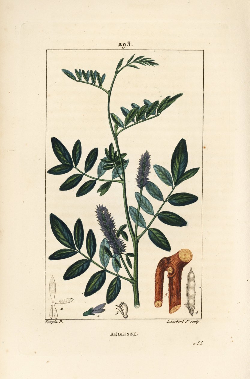 Édesgyökér vagy édesgyökér, Glycyrrhiza glabra, virággal, levéllel, kéreggel, fás ággal és maggal. Lambert Junior kézi csíkos rézmetszet Pierre Jean-Francois Turpin rajzából Chaumetonból, Poiret és Chamberet „” La Flore Medical” című művéből alkotó: Pierre Jean Francois Turpin