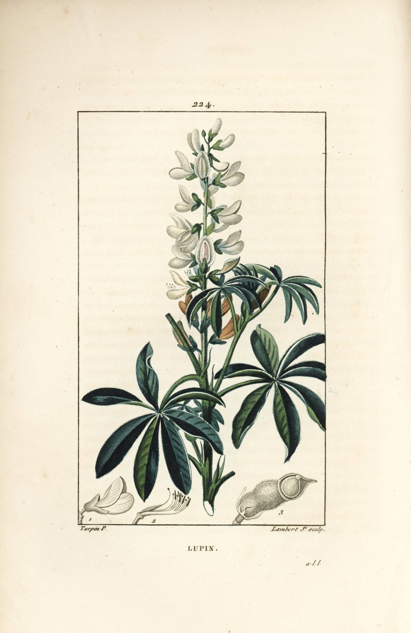 Csillagfürt - fehér csillagfürt, Lupinus sativus. Lambert Junior kézi csíkos rézmetszet Pierre Jean-Francois Turpin rajzából Chaumetonból, Poiret és Chamberet „” La Flore Medicale” című művéből, Paris, Panckoucke alkotó: Pierre Jean Francois Turpin