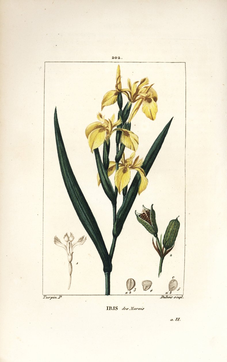 Marsh Iris vagy Water Yellow Iris – Sárga írisz, Iris palustris lutea, virág, levél és maghüvely. Lambert Junior kézi csíkos rézmetszet Pierre Jean-Francois Turpin rajzából Chaumetonból, Poiret és Chamberet „” La Flore Me” című művéből alkotó: Pierre Jean Francois Turpin