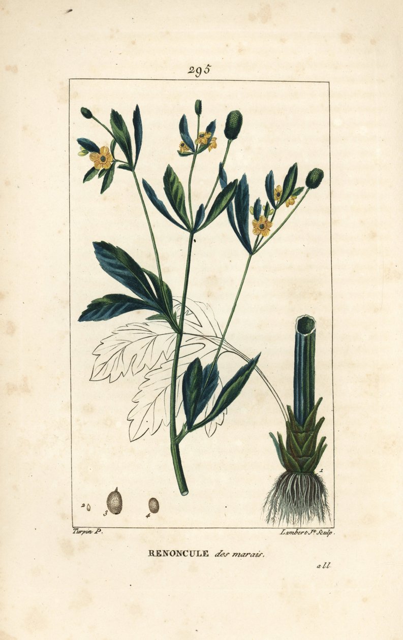 Mocsári caltha, mocsári populáció vagy vízi körömvirág - Mocsári körömvirág vagy mocsári varjúláb, Caltha palustris (Ranunculus palustris), virággal, levéllel, szárral, gyökérrel és maggal. Lambert Junior kézi színű stipple rézmetszet Pierre Jea rajzából alkotó: Pierre Jean Francois Turpin