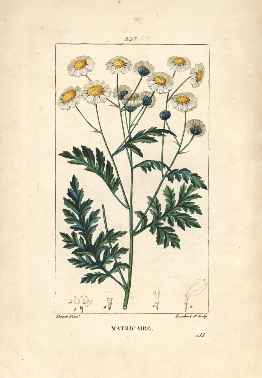 Matricary - Feverfew, Matricaria vulgaris. Lambert Junior kézi csíkos rézmetszet Pierre Jean-Francois Turpin rajzából Chaumetonból, Poiret és Chamberet „” La Flore Medicale” című művéből, Paris, Panckoucke alkotó: Pierre Jean Francois Turpin