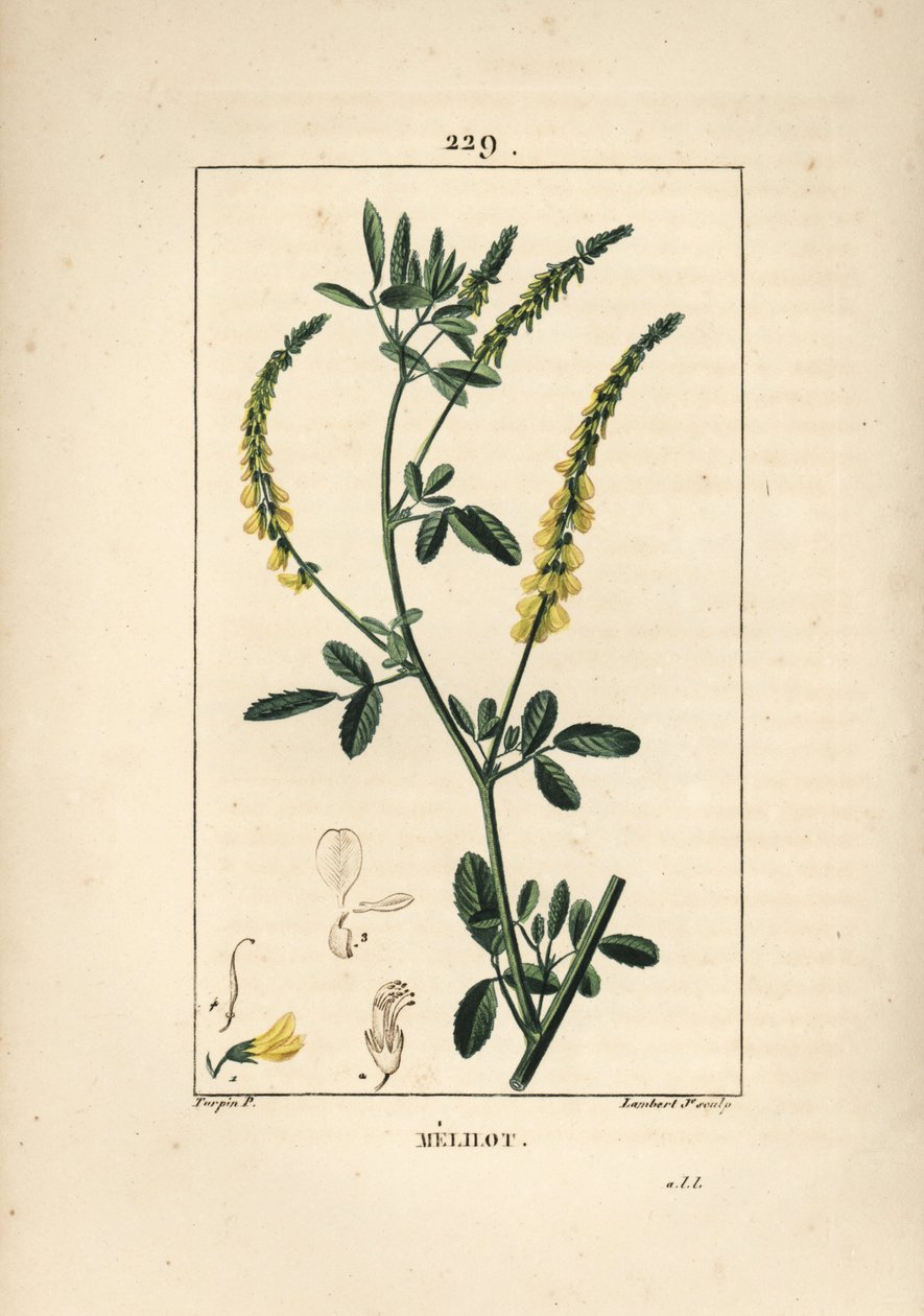 Melilot - Melilot hártya, Melitotus officinarum. Lambert Junior kézi csíkos rézmetszet Pierre Jean-Francois Turpin rajzából Chaumetonból, Poiret és Chamberet „” La Flore Medicale” című művéből, Paris, Panckoucke alkotó: Pierre Jean Francois Turpin