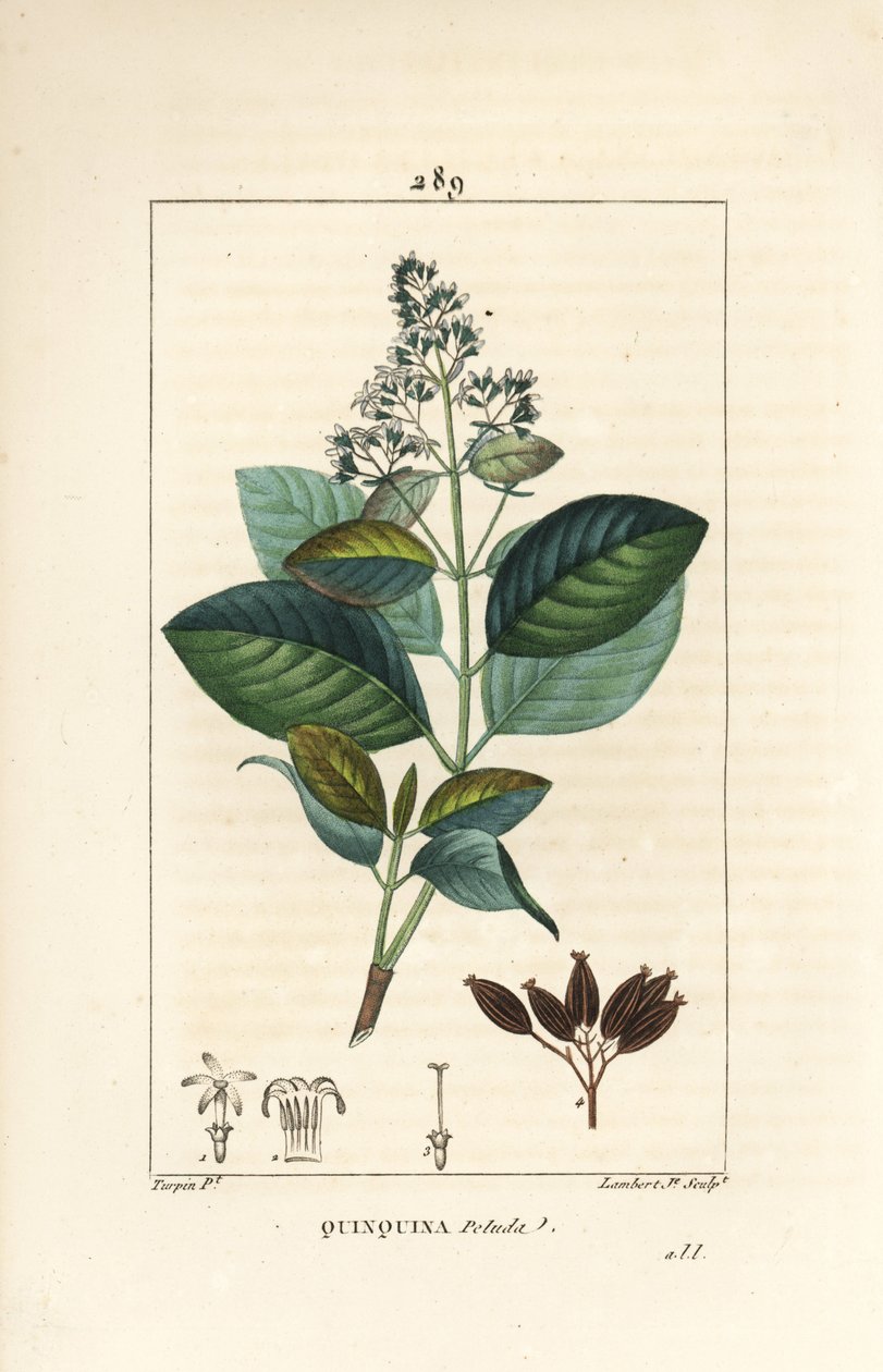 Michurago vagy fruta de mono, Ladenbergia macrocarpa (Cinchona ovalifolia), virággal, levéllel, szárral és maggal. Lambert Junior kézi csíkos rézmetszet Pierre Jean-Francois Turpin rajzából Chaumetonból, Poiret és Chamberet " alkotó: Pierre Jean Francois Turpin