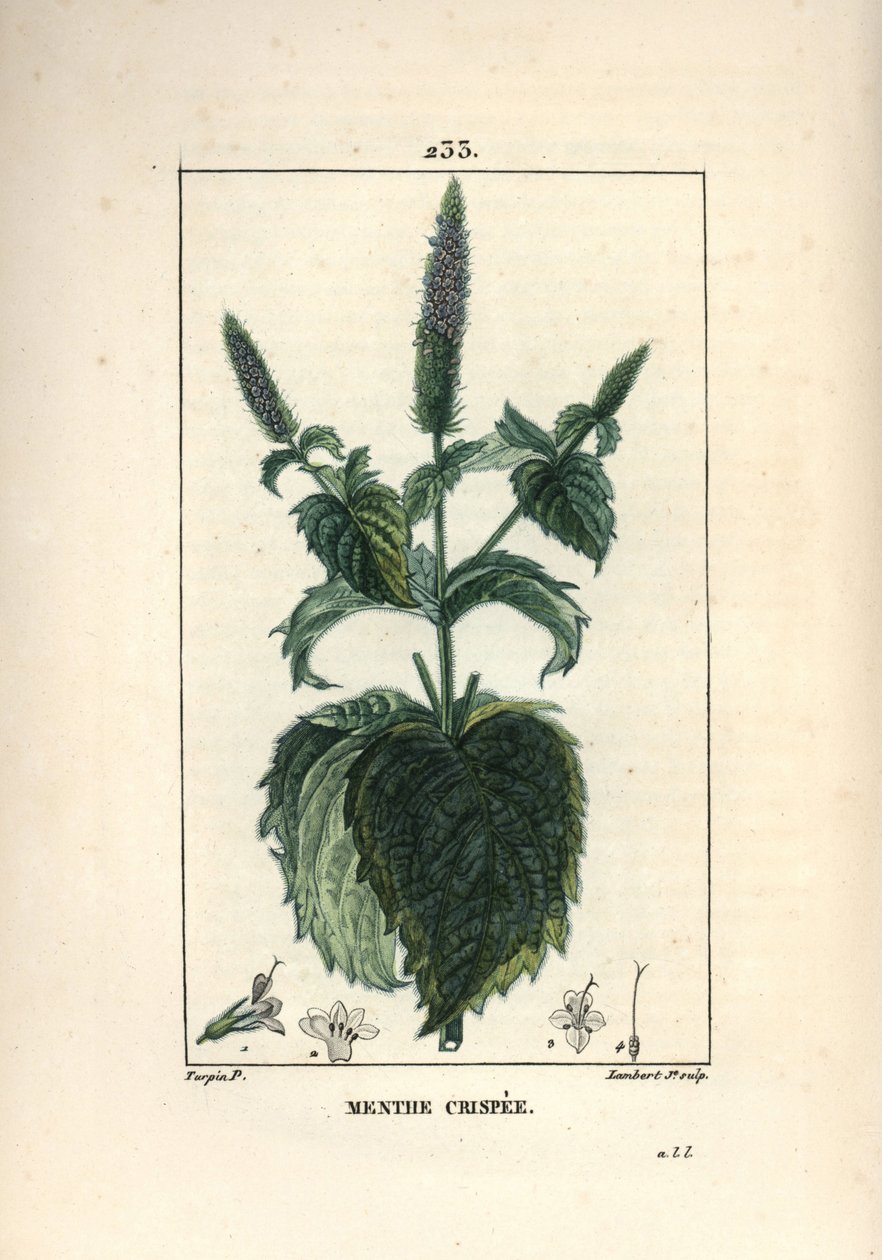 Menta crispee, fodros vagy üreges - Fodros menta, Mentha crispa. Lambert Junior kézi csíkos rézmetszet Pierre Jean-Francois Turpin rajzából Chaumetonból, Poiret és Chamberet „” La Flore Medicale” című művéből, Paris, Panckoucke alkotó: Pierre Jean Francois Turpin