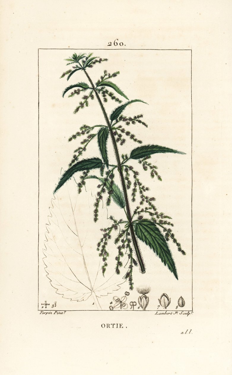 Csalán - Közönséges csalán, Urtica dioica, virág, mag, szár és levél körvonalával. Lambert Junior kézi csíkos rézmetszet Pierre Jean-Francois Turpin rajzából Chaumetonból, Poiret és Chamberet „” La Flore Medica” című művéből alkotó: Pierre Jean Francois Turpin