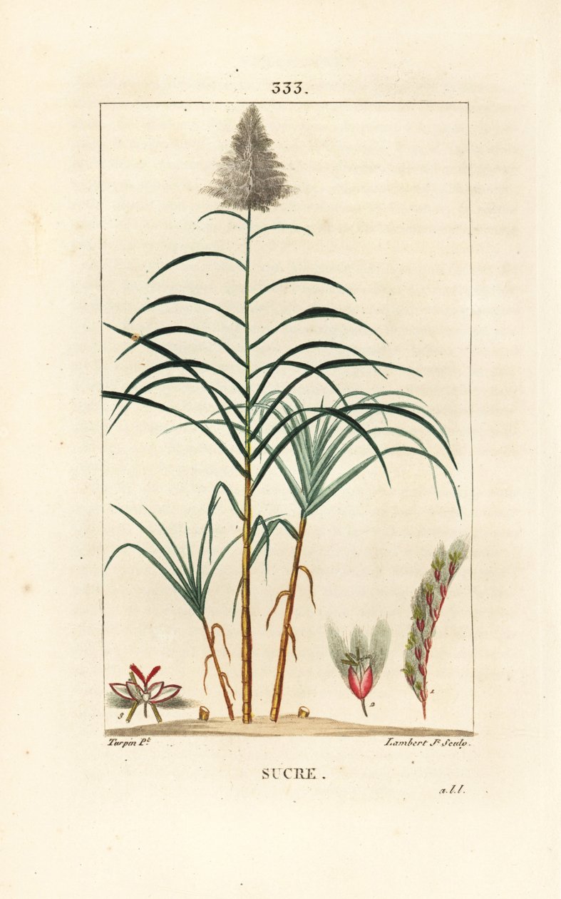 Nemesnád - Cukornád, Saccharum officinarum. Lambert Junior kézi csíkos rézmetszet Pierre Jean-Francois Turpin rajzából Chaumetonból, Poiret és Chamberet „” La Flore Medicale” című művéből, Paris, Panckoucke alkotó: Pierre Jean Francois Turpin