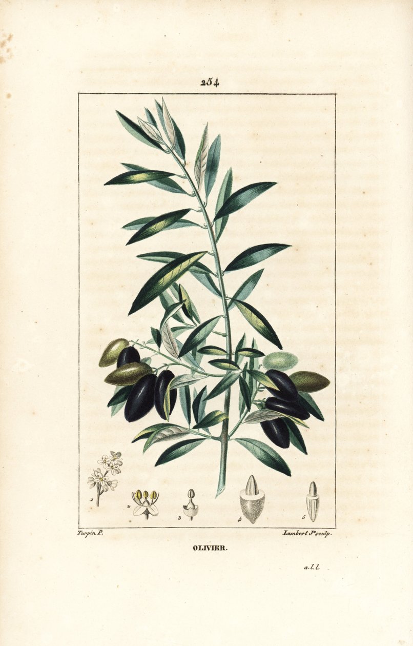 Olivier - Olajfa, Olea europaea, levéllel, ággal, gyümölccsel és maggal. Lambert Junior kézi csíkos rézmetszet Pierre Jean-Francois Turpin rajzából Chaumetonból, Poiret és Chamberet „” La Flore Medicale” című művéből, Paris, Panckou alkotó: Pierre Jean Francois Turpin