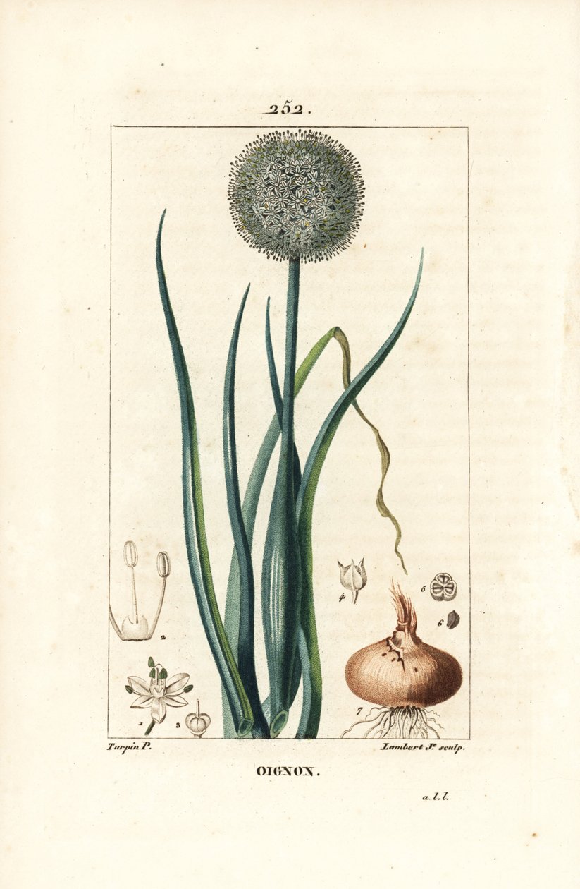 Hagyma – Hagyma, Allium cepa, virággal, levéllel, hagymával és gyökerekkel. Lambert Junior kézi csíkos rézmetszet Pierre Jean-Francois Turpin rajzából Chaumetonból, Poiret és Chamberet „” La Flore Medicale” című művéből, Paris, Panckoucke alkotó: Pierre Jean Francois Turpin