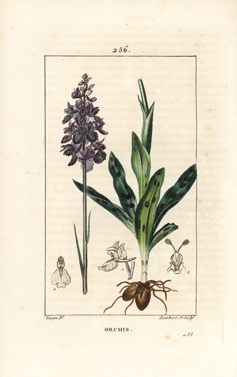 Orchis hím vagy satyrion hím - Korai lila vagy hím orchidea, Orchis mascula, virággal, szárral, levéllel és hagymával. Lambert Junior kézi csíkos rézmetszet Pierre Jean-Francois Turpin rajzából, Chaumeton, Poiret és Chamberet alkotó: Pierre Jean Francois Turpin