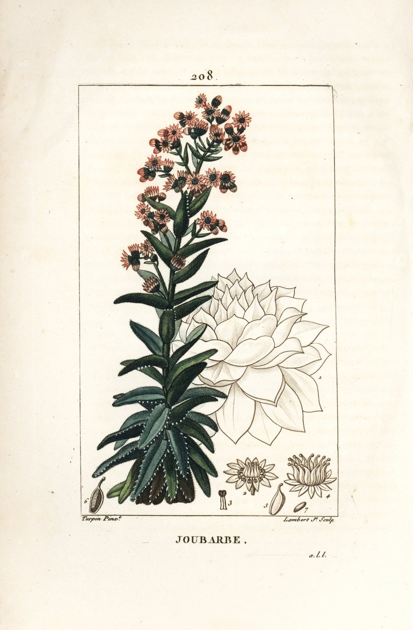 Orpin - Közönséges házi póréhagyma, Sedum majus. Lambert Junior kézi csíkos rézmetszet Pierre Jean-Francois Turpin rajzából Chaumetonból, Poiret és Chamberet „” La Flore Medicale” című művéből, Paris, Panckoucke alkotó: Pierre Jean Francois Turpin