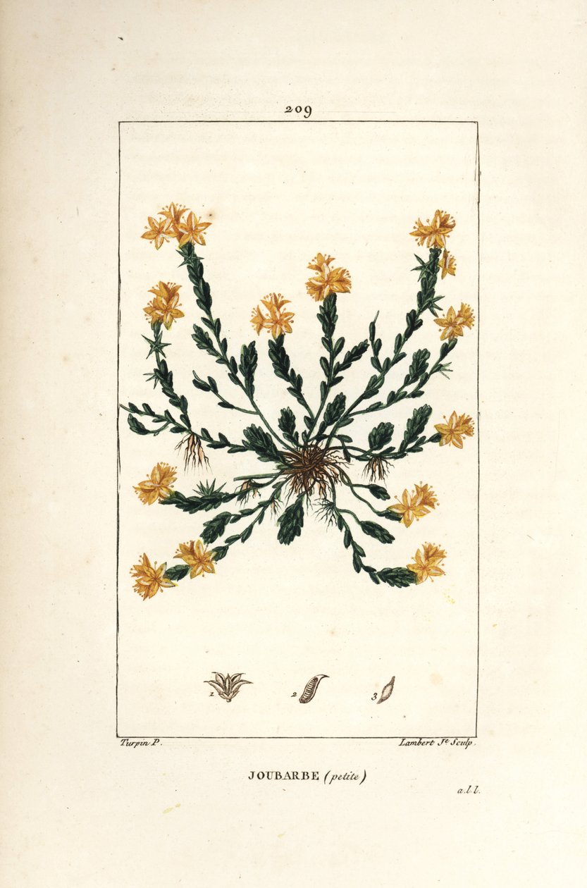 Orpin acre - Arany kőtörmelék, Sedum acre. Lambert Junior kézi csíkos rézmetszet Pierre Jean-Francois Turpin rajzából Chaumetonból, Poiret és Chamberet „” La Flore Medicale” című művéből, Paris, Panckoucke alkotó: Pierre Jean Francois Turpin