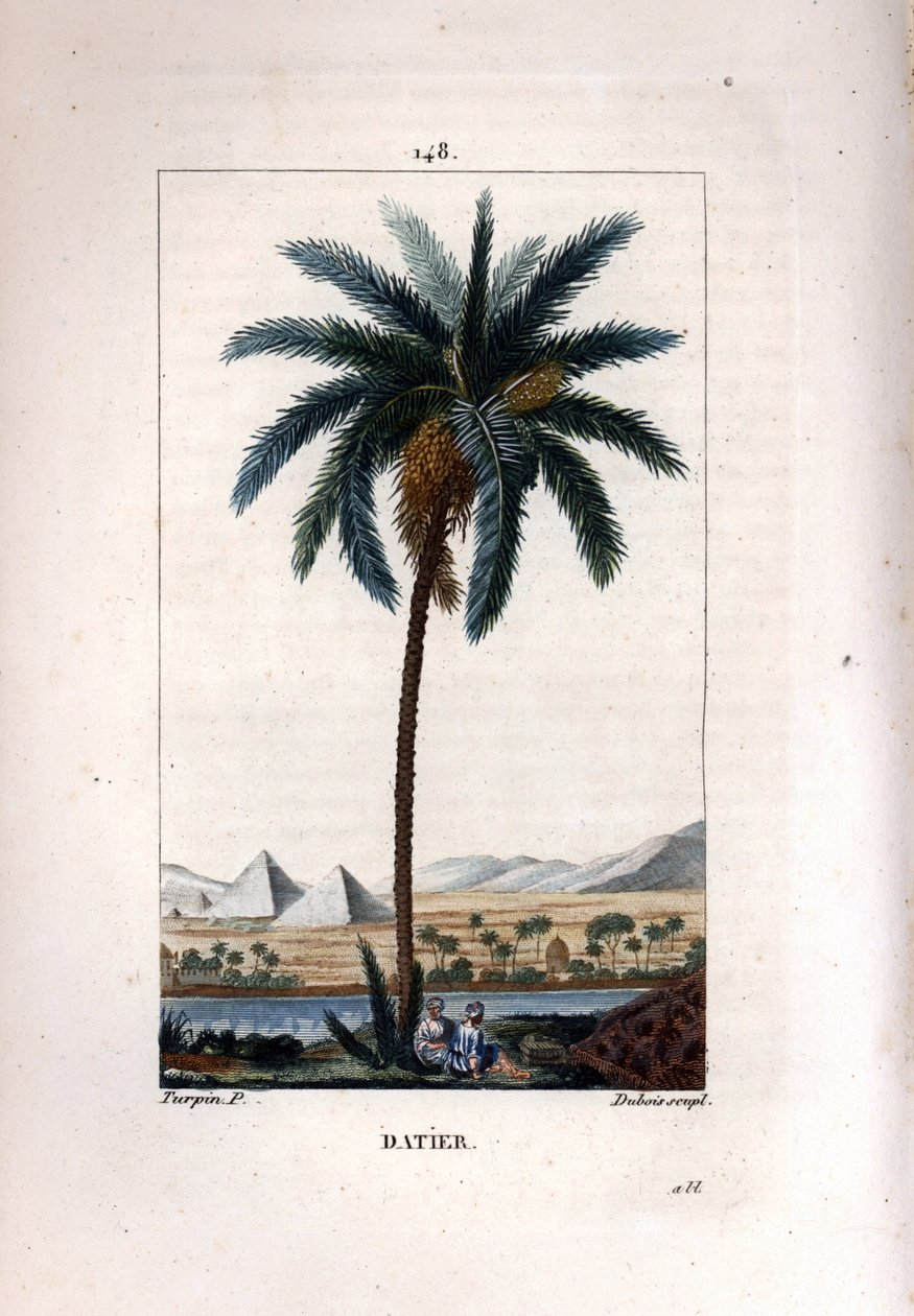 Pálma datolya Pálma, Phoenix dactylifera, gyümölcsöt és leveleket mutat a tájon piramisokkal és folyóval. Dubois kézzel színezett rézmetszet, Pierre Jean-Francois Turpin Chaumeton rajzából, Poiret et Chamberet „” La” című művéből alkotó: Pierre Jean Francois Turpin
