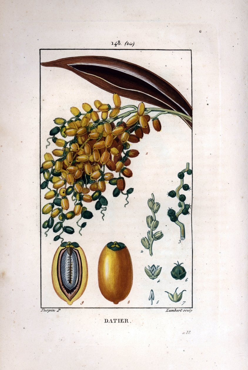 Pálmaág és datolya - Datolyapálma, Phoenix dactylifera, ágon érett gyümölcsökkel, metszetben egyedi terméssel. Lambert kézi színű rézmetszet, Pierre Jean-Francois Turpin rajzából, Chaumetonból, Poiret et Chamberet alkotó: Pierre Jean Francois Turpin