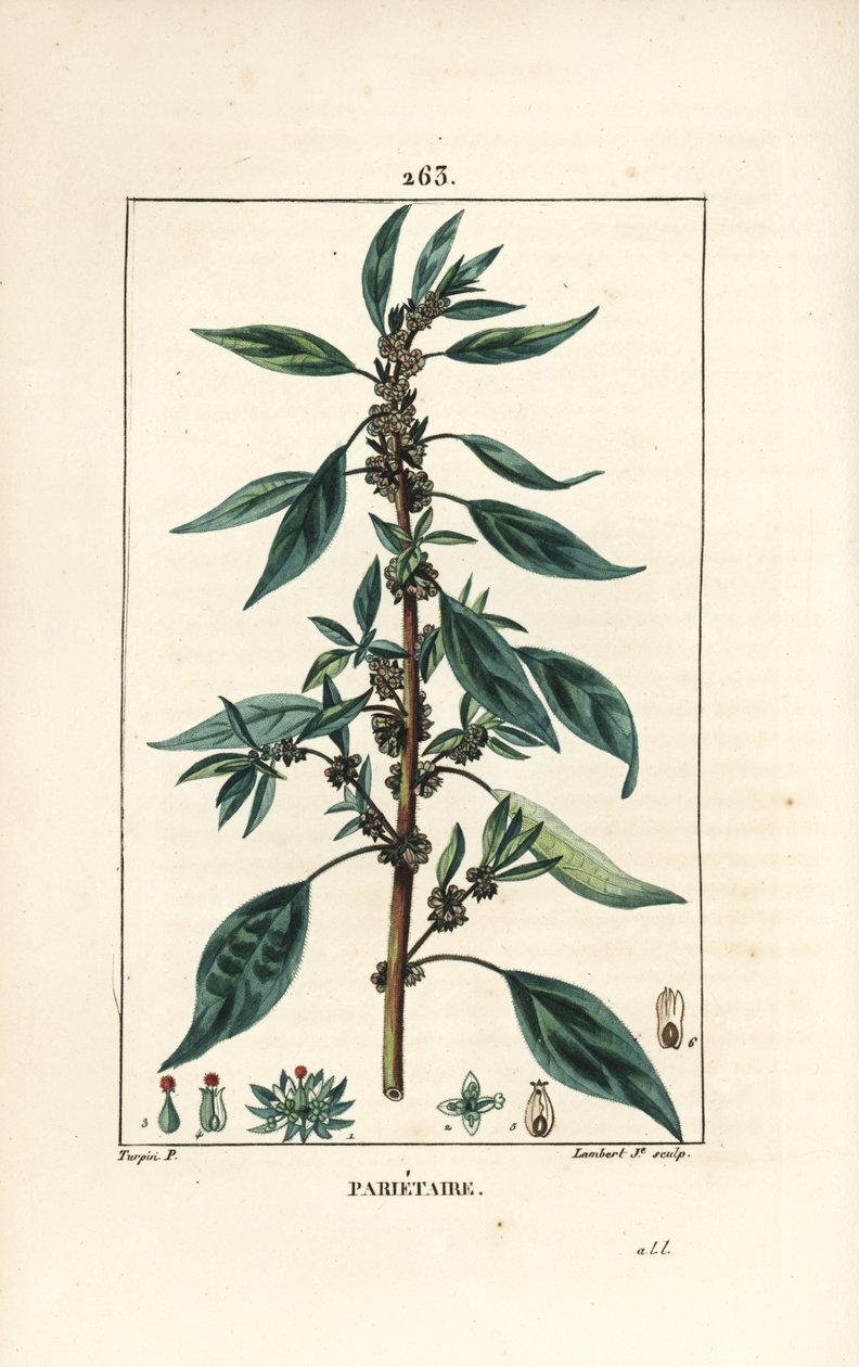 Parietaire officinale (vagy Perce wallaille, Casse pierre, Espargoule, Gamberoussette) - Falpellitory, Parietaria officinalis, szárral, levéllel, virággal és maggal. Lambert Junior kézi színű stipple rézmetszet Pierre Jean-Fra rajzából alkotó: Pierre Jean Francois Turpin