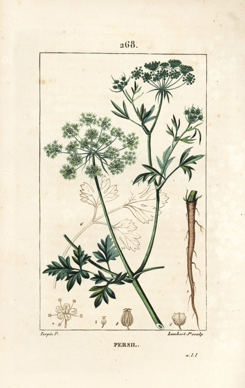 Petrezselyem - Kerti petrezselyem, Petroselinum crispum, virággal, levéllel, szárral, gyökérrel és maggal. Lambert Junior kézi csíkos rézmetszet Pierre Jean-Francois Turpin rajzából Chaumetonból, Poiret és Chamberet „” La Flore Medicale” című művéből alkotó: Pierre Jean Francois Turpin