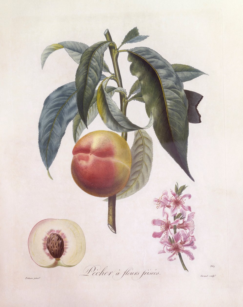 Őszibarack (Prunus persica), Henry Louis Duhamel du Monceau, botanikai lemez Pierre Jean Francois Turpintól alkotó: Pierre Jean Francois Turpin